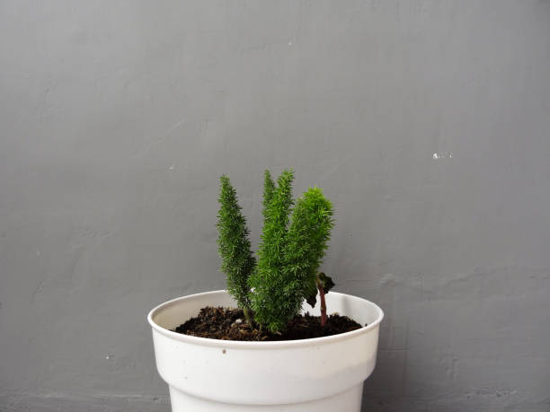 istock green leafy plant with white pot on gray background 1288183571