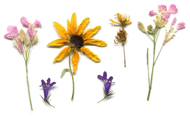 istock Set of 6 Dried & Pressed Native Wild Flowers 1288185072