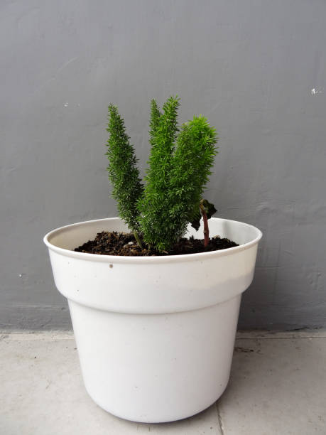 istock green leafy plant with white pot on gray background 1288185129