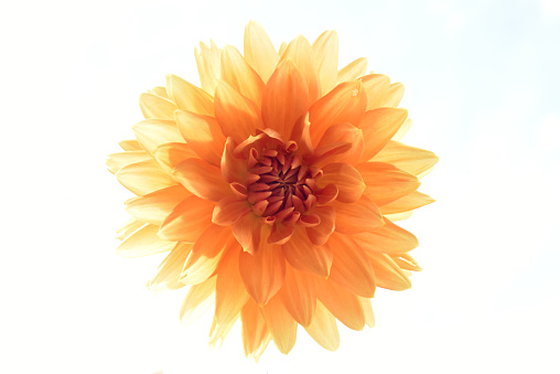 Light red  chrysanthemum flower  on white isolated background with clipping path. Closeup..  Nature.