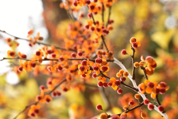 Bittersweet Berries A vine of bittersweet berries growing up a tree. bittersweet berry stock pictures, royalty-free photos & images