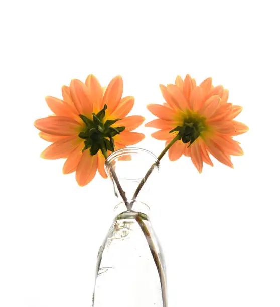 Two dahlias in a glass vase facing away from the camera in front of an overexposed background.