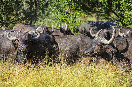 An African Buffalo (Syncerus caffer) seemingly lost in thought
