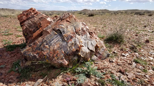 istock A large petrified tree at Petrified Forest National Park 1288191603