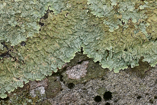 Lichen growing on a boulder in the Connecticut woods. Though it undergoes photosynthesis, this is not a plant but a symbiotic composite of a fungus and an alga. Lichens do not harm hosts such as trees. They also grow on soil and rocks. This species appears to be rock greenshield lichen.
