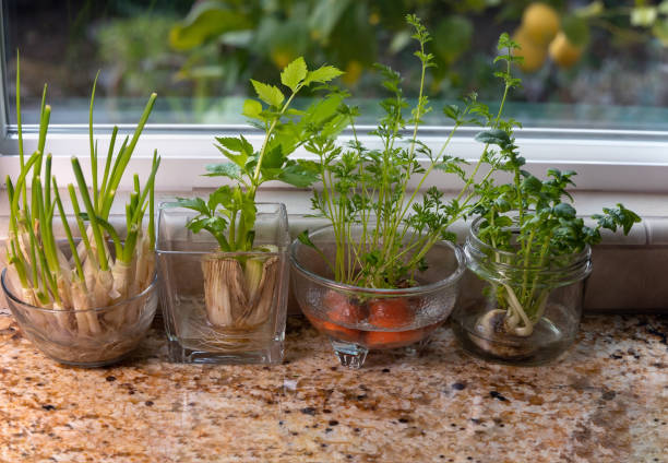 Indoor water garden. Glass dishes with herbs and plants growing in indoor water garden at granite kitchen counter near window. water garden stock pictures, royalty-free photos & images