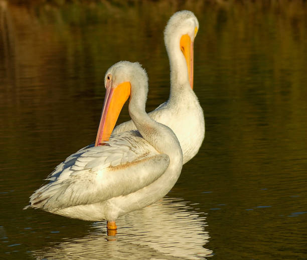 Bathing Pelicans Pelicans bathing and preening at sunset white pelican animal behavior north america usa stock pictures, royalty-free photos & images