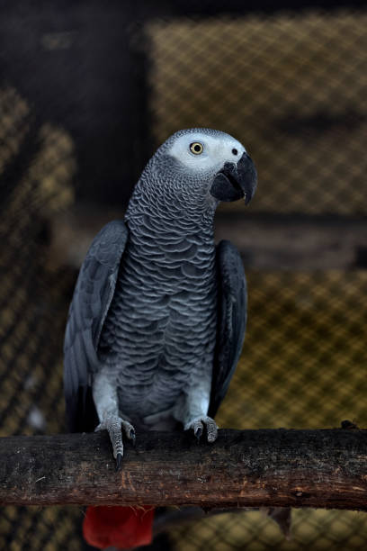istock Psittacus Grey parrot in alipore zoo kolkata 1288197410