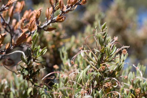 istock CERCOCARPUS LEDIFOLIUS FRUIT - SAN BERNARDINO MTNS - 070920 C 1288202370