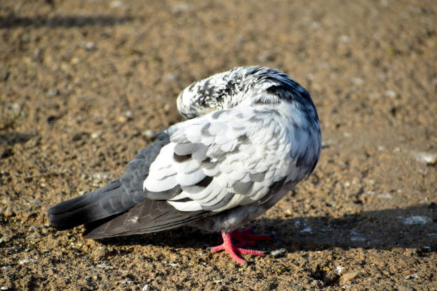 istock White colored pigeon on the floor with red eyes 1288202965