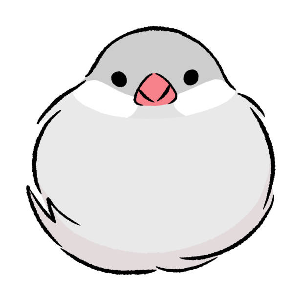 1,100+ Java Sparrow Stock Photos, Pictures & Royalty-Free Images - iStock