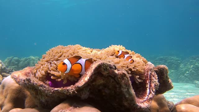 clown fish in the anemone on the shell. Anemone fish couple swimming underwater.