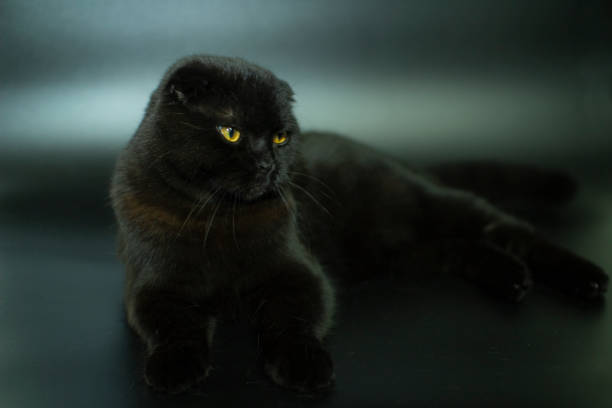 istock Beautiful Scottish fold cat on a dark background. 1288204869
