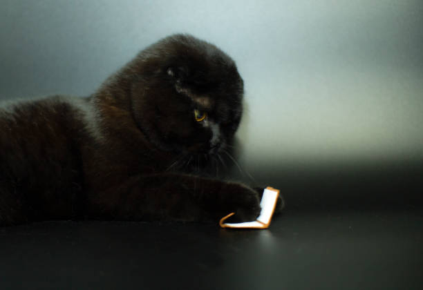 istock Beautiful black cat reading a book lying on a dark background. 1288204875