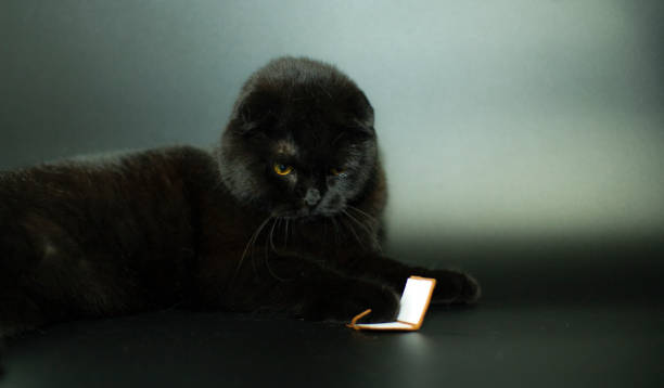 istock Beautiful black cat reading a book lying on a dark background. 1288204906