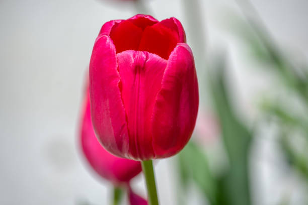 istock Closeup of an pink tulip 1288205575