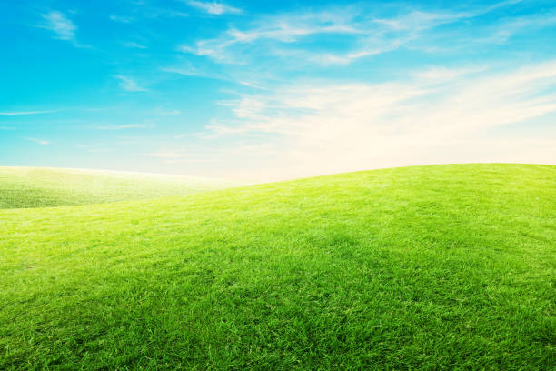 istock Landscape view green grass meadow field with white clouds and blue sky. 1288205733
