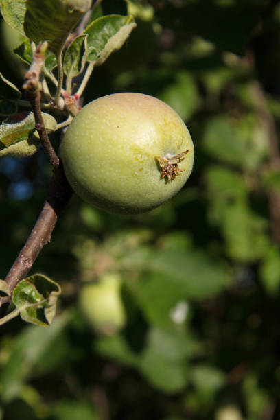 istock Green apple on the tree in summer day. 1288206371