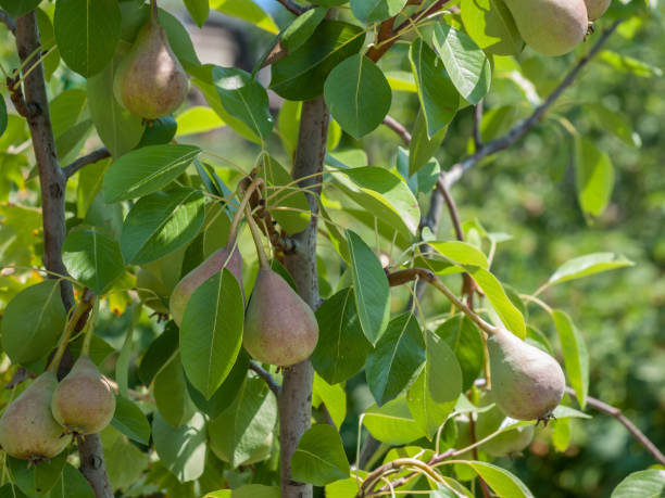 istock Pear tree with fruits in summer day. 1288206627