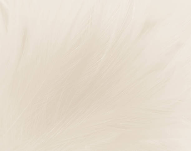 istock Beautiful abstract gray feathers on white background and soft white feather texture on white pattern and brown background, white texture wallpaper, love theme, valentines day 1288207592