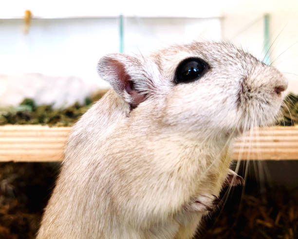 私を見て下さい - mouse gerbil standing hamster ストックフォトと画像