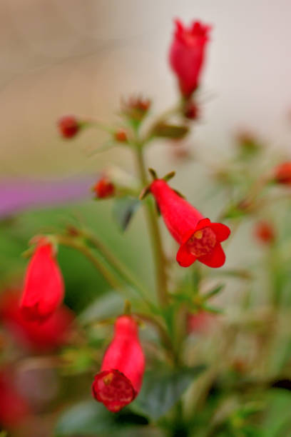 seemannia / gloxinia sylvatica / gloxinia nematanthodes - gloxinia zdjęcia i obrazy z banku zdjęć