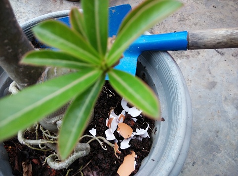 28th November 2020. Penang, Malaysia.\nEggshell as organic ferlizer being put into a flower pot. Just rinse the eggshell and sprinkle or bury the shell  into the soil a bit.\nWith copy space.