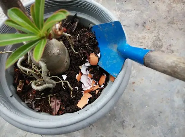 28th November 2020. Penang, Malaysia.
Eggshell as organic ferlizer being put into a flower pot. Just rinse the eggshell and sprinkle or bury the shell  into the soil a bit.
With copy space.