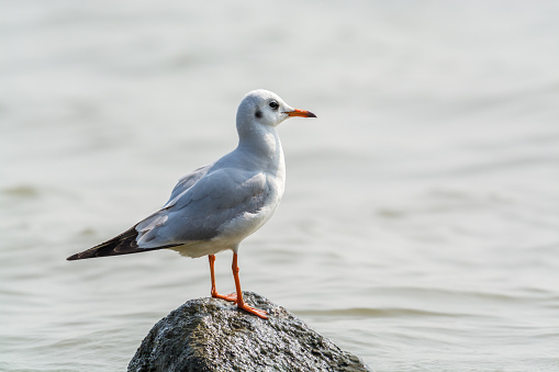 A white seagull perching at the stone at Shenzhen Bay, China