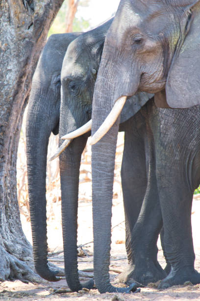 istock Three elephant trunk next to each other in a row on vertical image. Safari animal wildlife. 1288211008