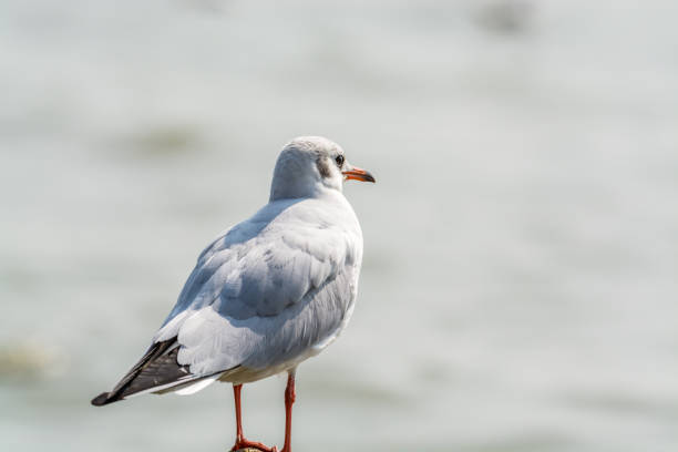 istock A white seagull perching at the stone at Shenzhen Bay, China 1288211983