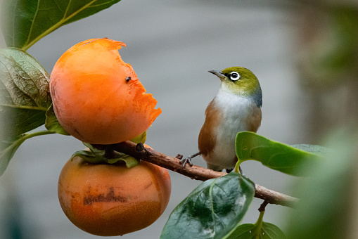 A silvereye or white-eye bird perched on a tree branch, eating ripe persimmon fruit
