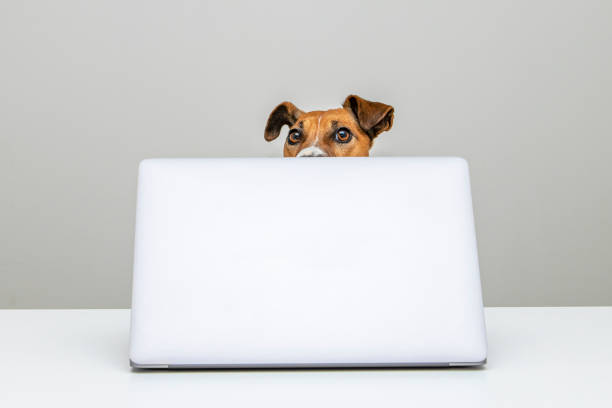 istock Dog jack russell and laptop 1288213670