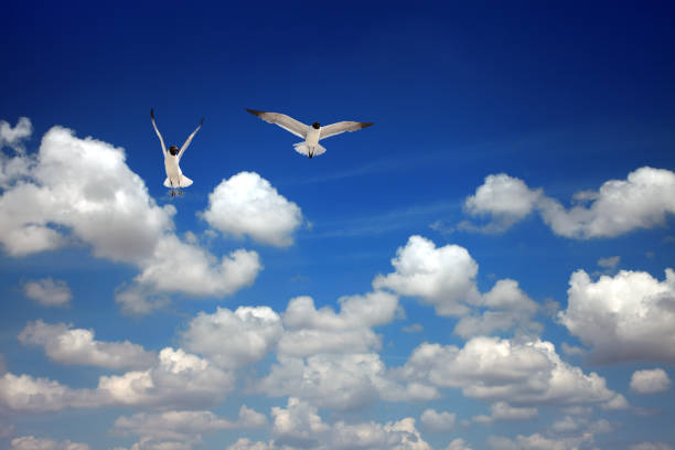 istock Two seagulls flying over sunny blue sky 1288213680