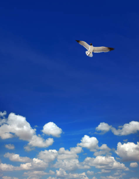 istock seagull flying over clear sunny blue sky 1288213753