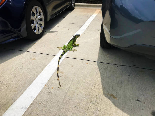 close up green iguana in parking lot between cars in Pompano Beach, Florida