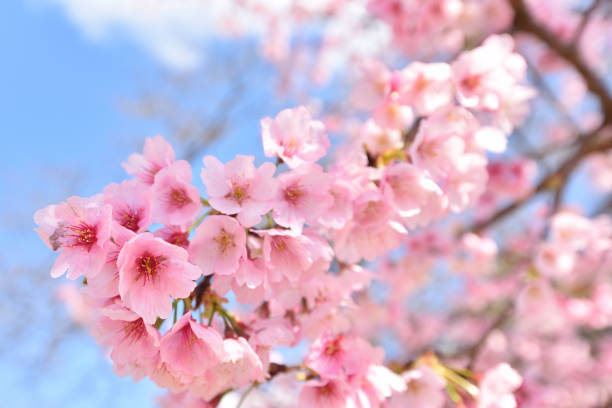 istock Cherry blossom in spring season 1288215059