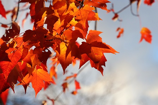 Closeup of beautiful maple leaves, orange and red, in the autumn