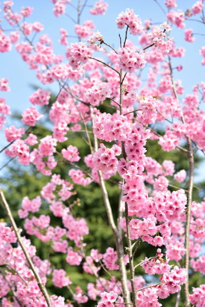 cherry blossom, spring has come - spring vertical cherry blossom color image imagens e fotografias de stock