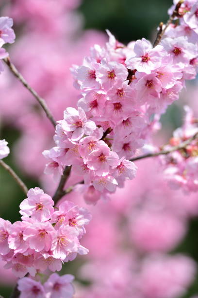 cherry blossom, spring has come - spring vertical cherry blossom color image imagens e fotografias de stock