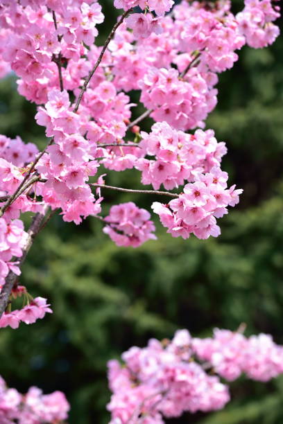cherry blossom, spring has come - spring vertical cherry blossom color image imagens e fotografias de stock