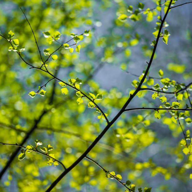 istock A beautiful, fresh green birch tree leaves in the spring day. 1288216858