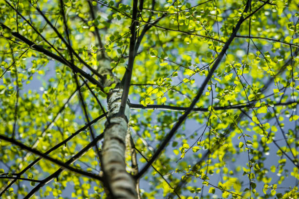 A beautiful, fresh green birch tree leaves in the spring day. Spring seasonal scenery.