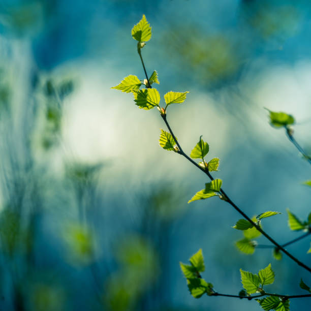 istock A beautiful, fresh green birch tree leaves in the spring day. 1288217939