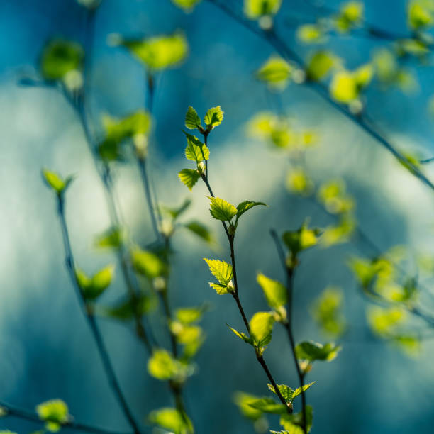 istock A beautiful, fresh green birch tree leaves in the spring day. 1288218044