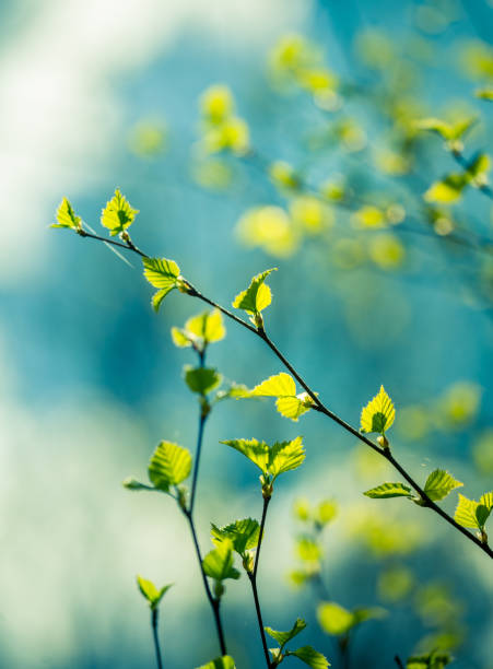 istock A beautiful, fresh green birch tree leaves in the spring day. 1288218603