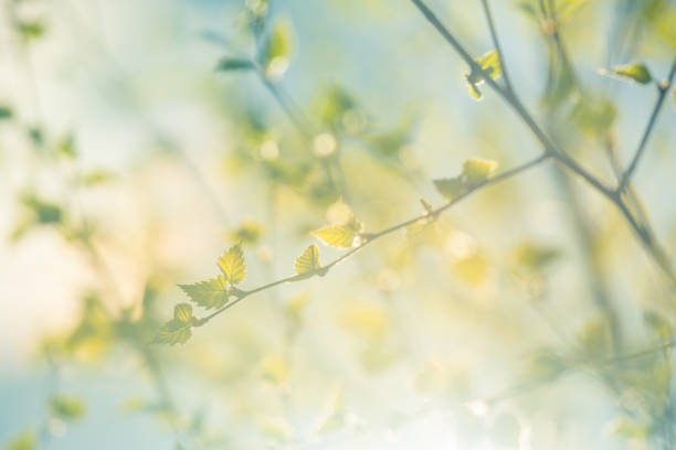 istock A beautiful, fresh green birch tree leaves in the spring day. 1288218691