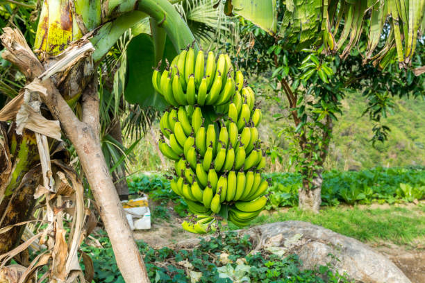 Green Bananas fruit on the tree planting in the vegetable garden. stock photo