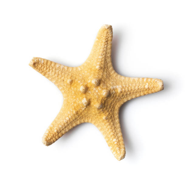 istock Close-up of dry sea starfish 1288221066