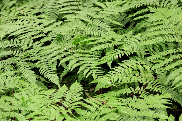 istock Fern leaves in the forest closeup, background or texture 1288222298